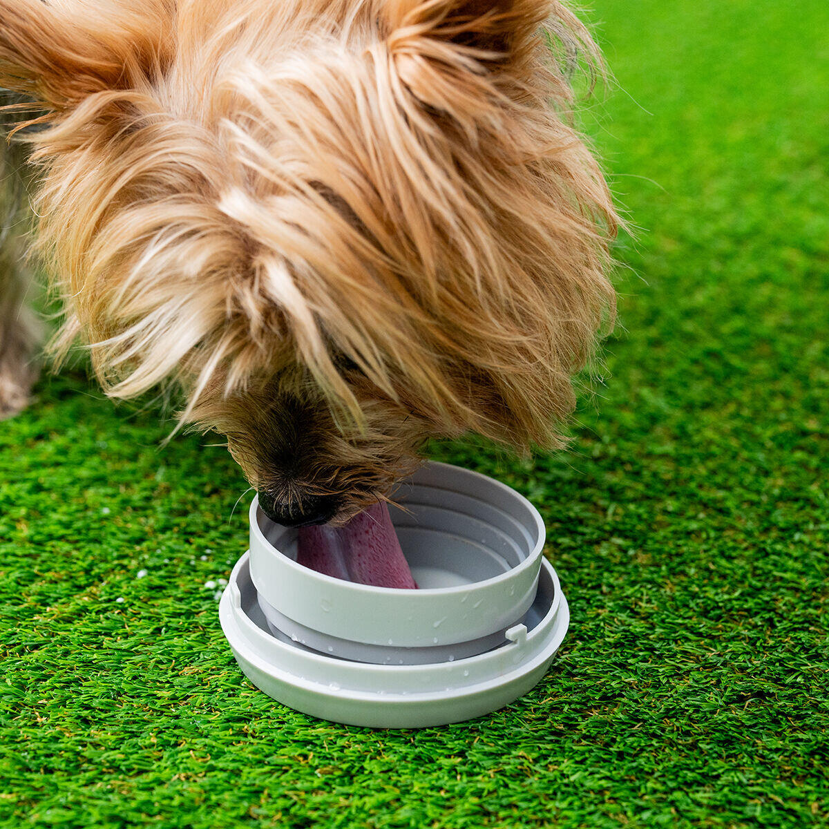 CORREA MULTIFUNCION PARA PERROS - WALKBUDDY™